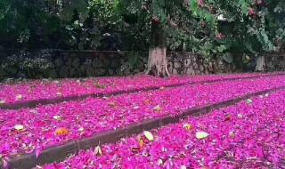 专家回应广州下雪