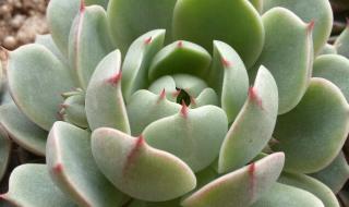 陶粒在哪里可以买到 陶粒在哪里可以买到